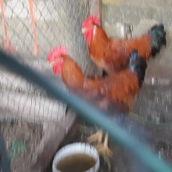 galiñas1